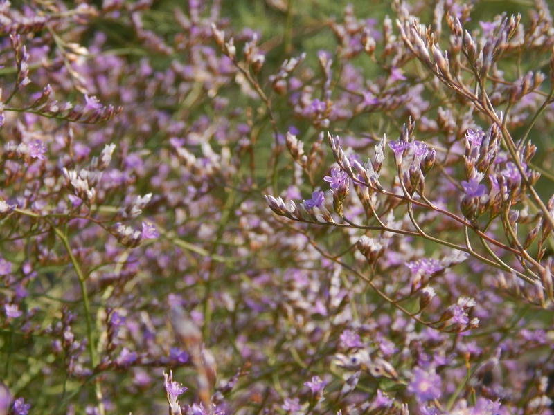 Limonium narbonense